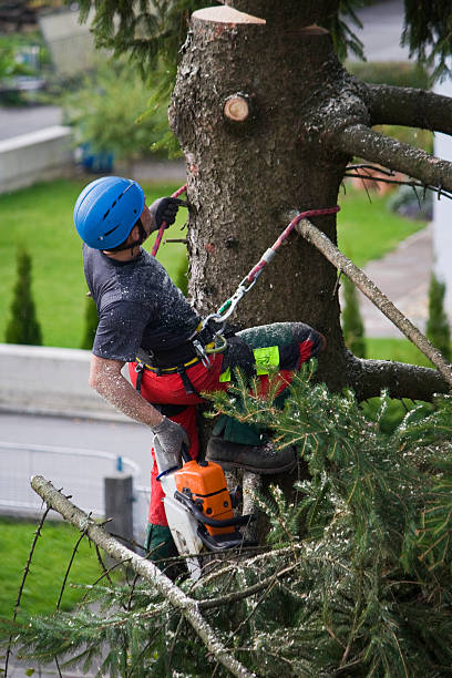 Best Tree and Shrub Care  in Mira Monte, CA